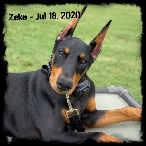 Zeke