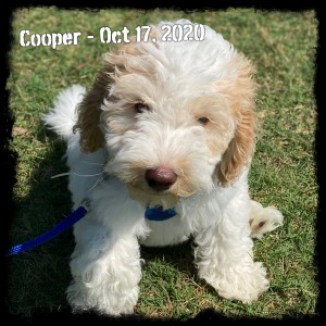 Cooper