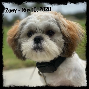 Zoey