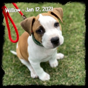 Willow