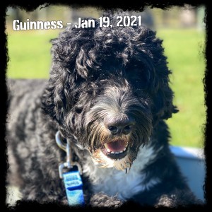 Guinness 