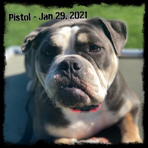 Pistol