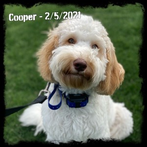 Cooper