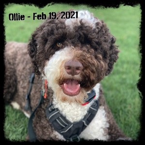 Ollie