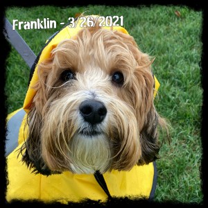 Franklin