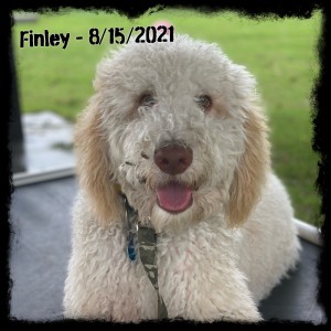 Finley