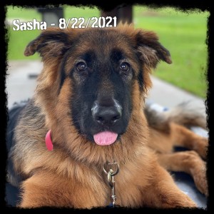 Sascha