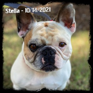 Stella