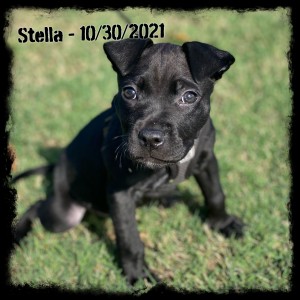 Stella