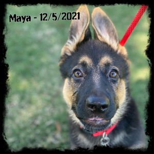 Maya