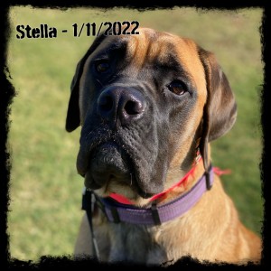 Stella