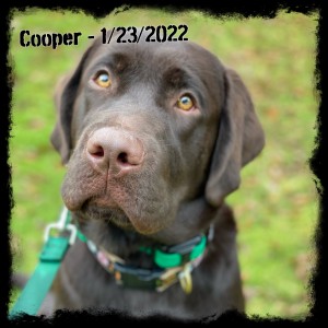 Cooper