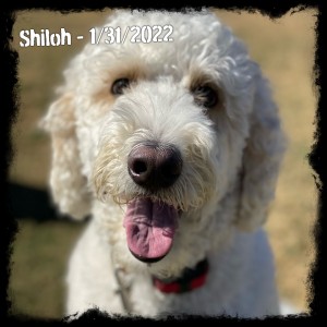 Shiloh 