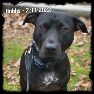 Hobbs