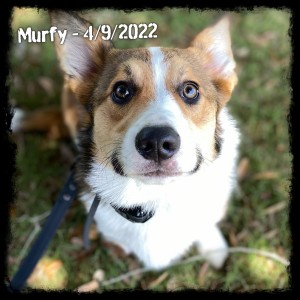 Murfy