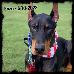 Enzo