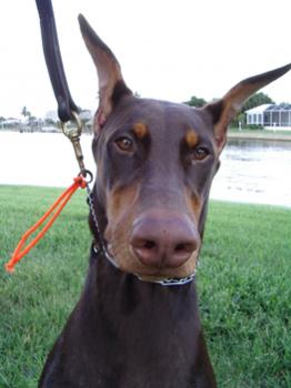 Dobie