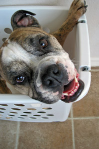 In the clothes hamper